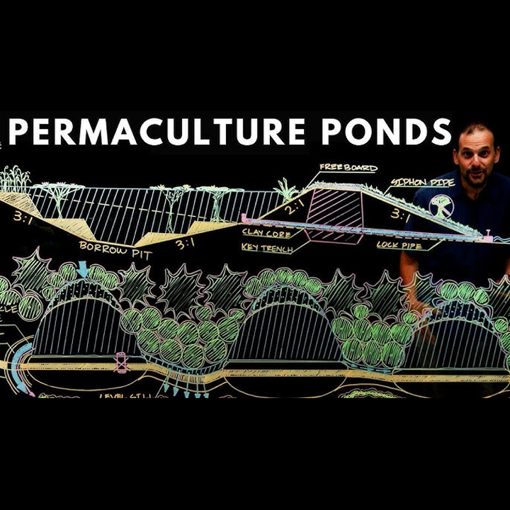Permaculture Ponds: Why, Where & How | Andrew Millison